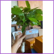 ✿ ❏ ☇◑ Mahogany Tree Seedlings (1pc.)