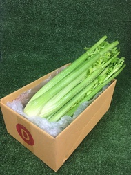 เซเลอรี่สด ปลอดสารพิษ- เซเรอลี่ มีใบรับรองปลอดสาร เซรารี่ เซลารี่ Celery ผักสด ขึ้นฉ่ายฝรั่ง ขึ้นช่า