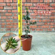 TKL - Outdoor Live Plant Podocarpus/Little Red Riding Hood Feng Shui Plant 小红帽罗汉松/海岛/兰屿罗汉松/雀舌罗汉松