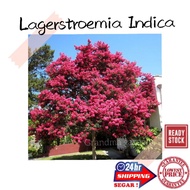 (GG real plant) lagerstroemia indica  pokok hidup pokok tadah langit hiasan luar rumah halaman kebun