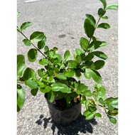 Miracle Berry - Pokok Buah Ajaib