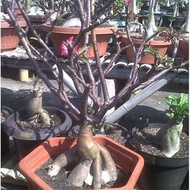 BIbit Benih Seed Black Somalense Adenium Arabicum Cantik Unik