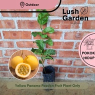 Yellow Panama Passion Fruit / Pokok Markisa Kuning 黄金百香果 Anak Pokok Hidup Buah Fruit Tree Live Plant