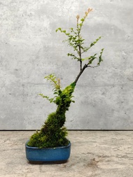 迷你盆栽-紅紫檀-豆柑-郁李-鐵柏-八角櫻桃-七里香   植物 盆栽