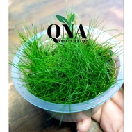 Mini Hairgrass for Aquascape