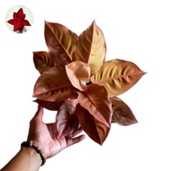 aglonema kochin charlie brown