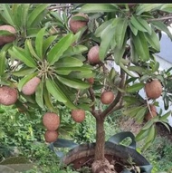 BERBUAH Bibit Buah Sawo Jumbo Kondisi Berbuah Sawo Raksasa Okulasi