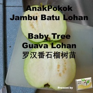 Anak Pokok Jambu Batu Lohan  /Baby Tree Guava Lohan/罗汉番石榴树苗