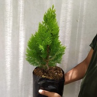 Cemara Kipas Bibit Tanaman Cemara Kipas Pohon Cemara