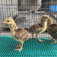 Burung Merak Biru India Anakan
