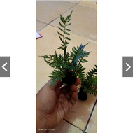 TANAMAN PAKIS AQUASCAPE PALUDARIUM MEDIA WABIKUSA