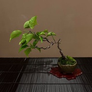 珍稀楠玉梅∣信樂燒竹鳳鉢 迷你梅花盆栽