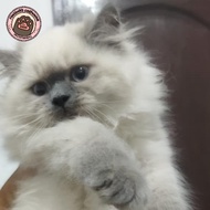 kucing Himalaya kitten betina blue point