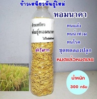 พันธุ์ข้าวเหนียวหอมนาคาข้าวเหนียวพันธุ์ใหม่ ขุดทดลองปลูก 300 กรัม