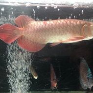 ikan arwana super red