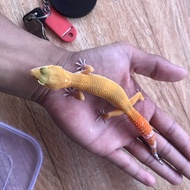 gecko shtct