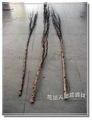 ◎花語人造花資材◎＊白樺木枝＊4色樹枝~庭院~櫥窗佈置~花藝盆景~會場造景