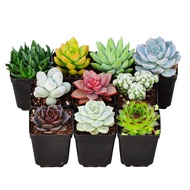 Succulent Plant Novice Combination Potted Plant Set Office Succulent Mini Flower Green Plant Radiation Protection