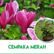 bibit bunga cempaka merah