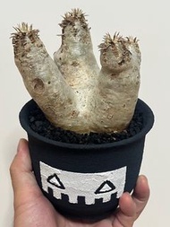 象牙玉(不連盆) 塊根 植物