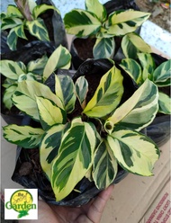 Calathea Yellow Fusion with FREE plastic pot, pebbles and garden soil (5 STOCK ONLY)