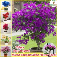 [Fast Grow] Rare Dwarf Bougainvillea Flower Seeds for Planting (100 seeds per pack/Assorted)丨buto ng bulaklak丨Bonsai Tree Live Plants Ornamental Flowering Plants Seeds Potted Climbing Plant Air Purifying Indoor Plants Real Plants Outdoor Home Garden Decor