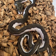 ular retic pied het albino