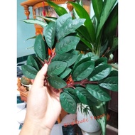 Bird cage woven leaves 1 combo with 5 branches