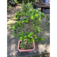 Bonsai outdoor Podocarpus chrisantenum atau lonhansun saiz besar