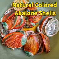 Aquarium Decor: Colored Abalone Shells Natural Wrinkled Abalone DIY Aquarium Scenery Fish Resting Ar