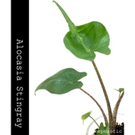 Alocasia Sarian / Alocasia Zebrina / Alocasia Stingray /Pink Dragon RARE Houseplant Indoor Plant Live Plants Garden