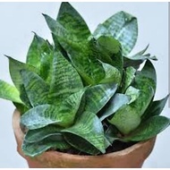 Dwarf Green Snake Plant Trifasciata Hahnii