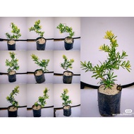 造型黄金钻罗汉松Taiwan Gold Diamond Costalis Podocarpus Plant