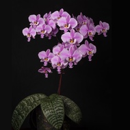 Phalaenopsis schilleriana | Species Orchid | 虎斑蝴蝶兰 | 西蕾丽蝴蝶兰