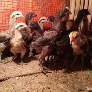 Ayam pelung anakan calon jumbo