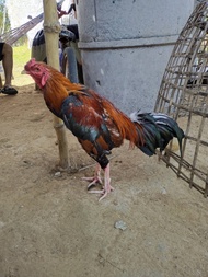 ไข่ไก่ชน พม่าตีนหน้า เชิง ขายเป็นชุดชุดละ 5 ฟอง รับประกันระหว่างคนส่งแตกส่งให้ฟรี