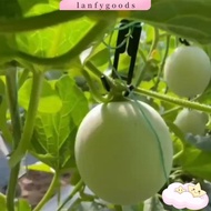 LANFYGOODSS 30pcs Mesh melon hook, Mesh melon cantaloupe Hanging Hook, cantaloupe Hanging long Hooks