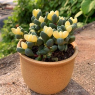 [1090People Collection]Jinyu Antlers Begonia Brocade Succulent Plant Green Plant Flower Pot Combinat