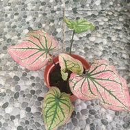 tanaman keladi hias infinity /caladium thailand