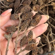 Combo 5-10 ALDER CONES Dried Pine (Erlenzaphen) - Helps reduce stress - shrimp accessories - Beautif