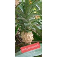 Nenas batu/ubat batu karang