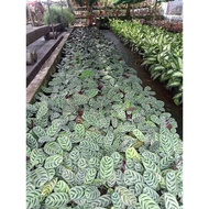 ♞,♘,♙,♟Available live plants Calathea Fishbone seed ling bag included