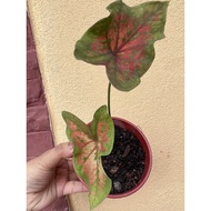keladi rama-rama/ keladi butterfly takda pasu