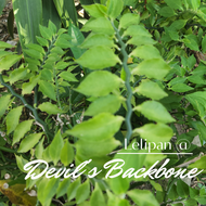 [Succulent] Lelipan/Devil's Backbone