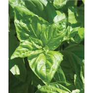 BENIH ITALIAN LARGE LEAF BASIL