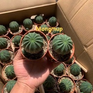 [Over 5.5cm] 1 Euphorbia obesa series green baseball cactus pot