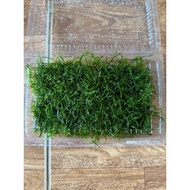Super cheap java moss blister || Moss Mounted with Bonsai, aquatic layout, aquarium