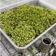 H2O - Live Moss 藓苔 Live Plant