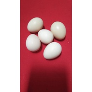 TELUR AYAM SERAMA BERBENIH UNTUK DIERAMKAN 1PC