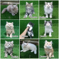 Grosir Jual Anak Kucing Anakan Kitten Persia Himalaya 2.5 bulan Jantan betina Anggora Angora Flatnos